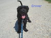 Grover -Puppy