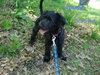 Grover -Puppy