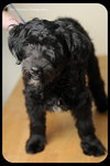 Grover -Puppy