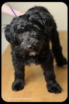 Grover -Puppy