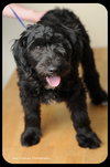 Grover -Puppy
