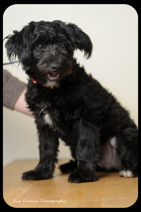 Grover -Puppy