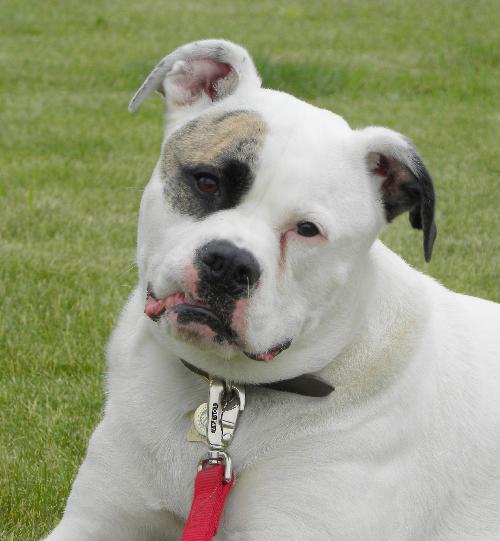 Petey