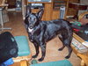 Kito