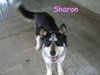 Sharon