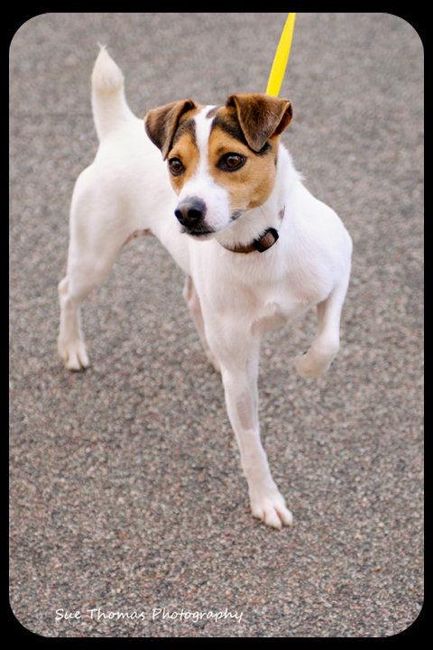 Archie
