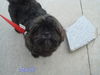 Samson