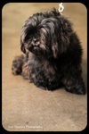 Samson