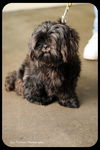 Samson