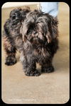 Samson
