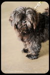 Samson