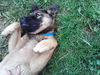 Gracie