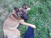 Gracie