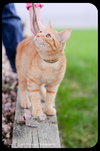 Hector