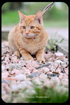 Hector