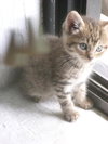 Spaz