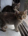 Spaz