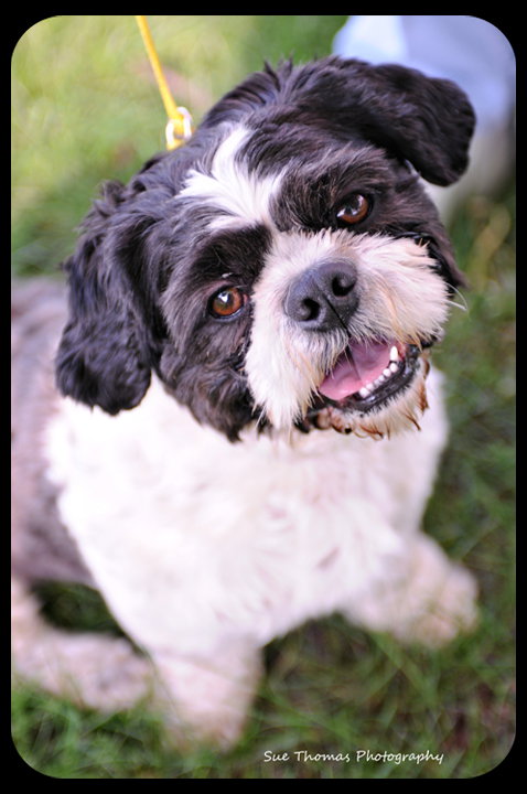 Sparky