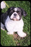 Sparky