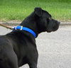 Axel