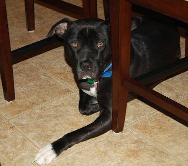 Axel