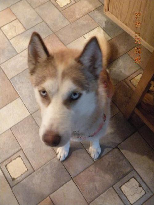 Koda
