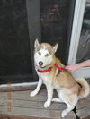 Koda