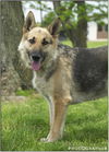 Willow