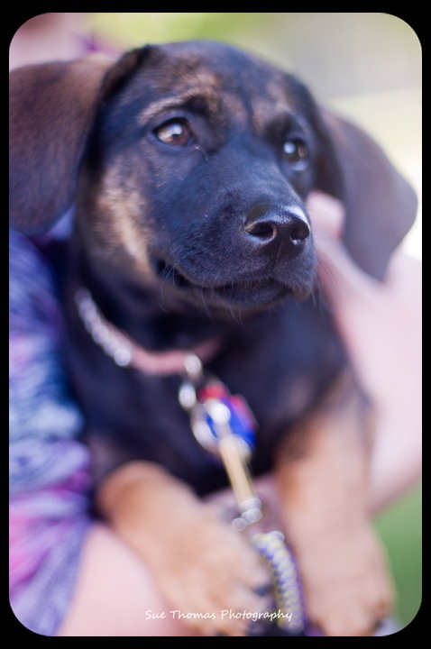 Blitzen