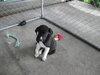 Bubble- Puppy