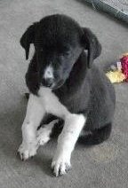 Bubble- Puppy