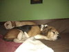 Shilo