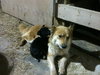 Sheba