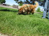 Coda