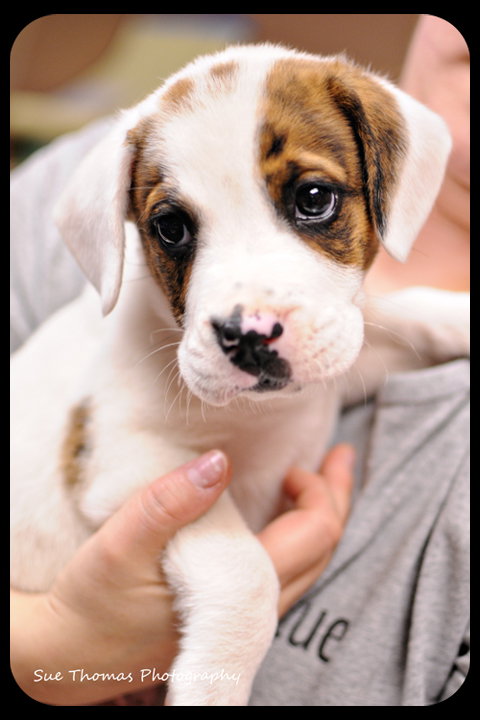 Sweetie Pie
