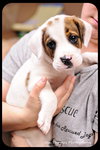 Sweetie Pie