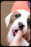 Sweetie Pie