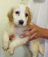Gertie-Puppy