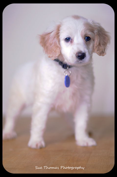 Gertie-Puppy