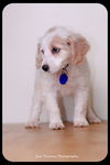 Gertie-Puppy