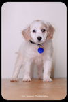 Gertie-Puppy