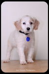 Gertie-Puppy