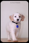 Gertie-Puppy