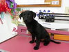 Sunshine- PUPPY