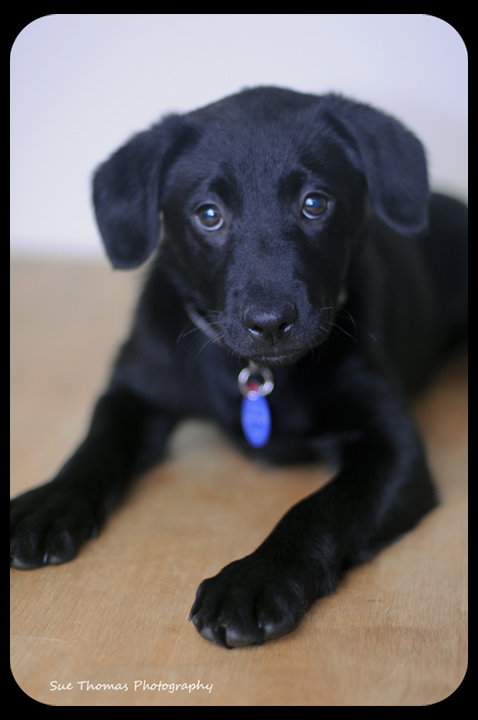 Sunshine- PUPPY