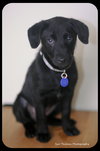 Sunshine- PUPPY
