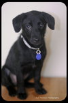Sunshine- PUPPY
