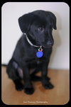 Sunshine- PUPPY