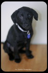 Sunshine- PUPPY