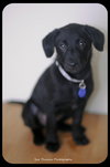 Sunshine- PUPPY